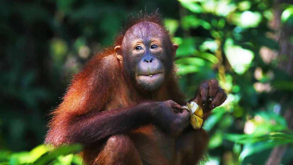Orang Utan im Dschungel von Borneo