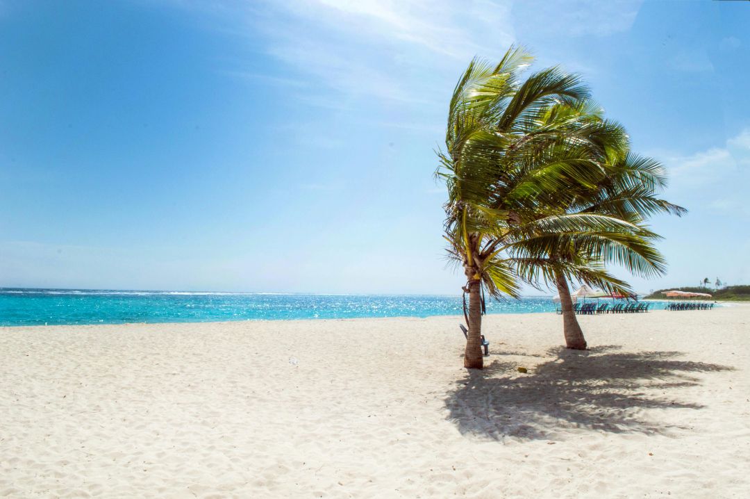 Palmen am Strand